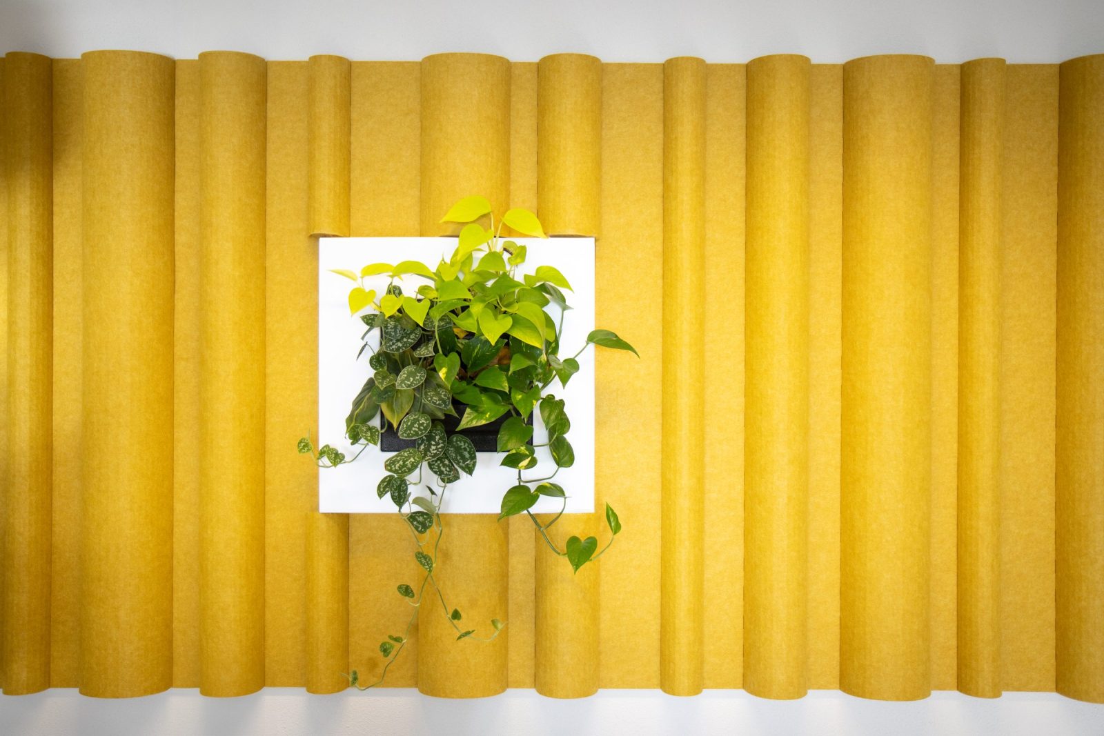 Een plant voor een gele wand met afgeronde verticale delen bij Finance.